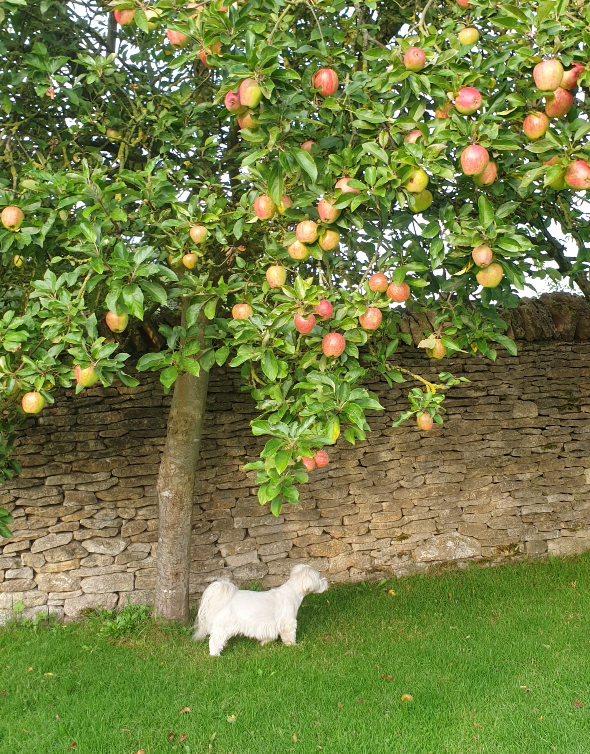 M is for… Mabon – Celebrating the Autumn Equinox