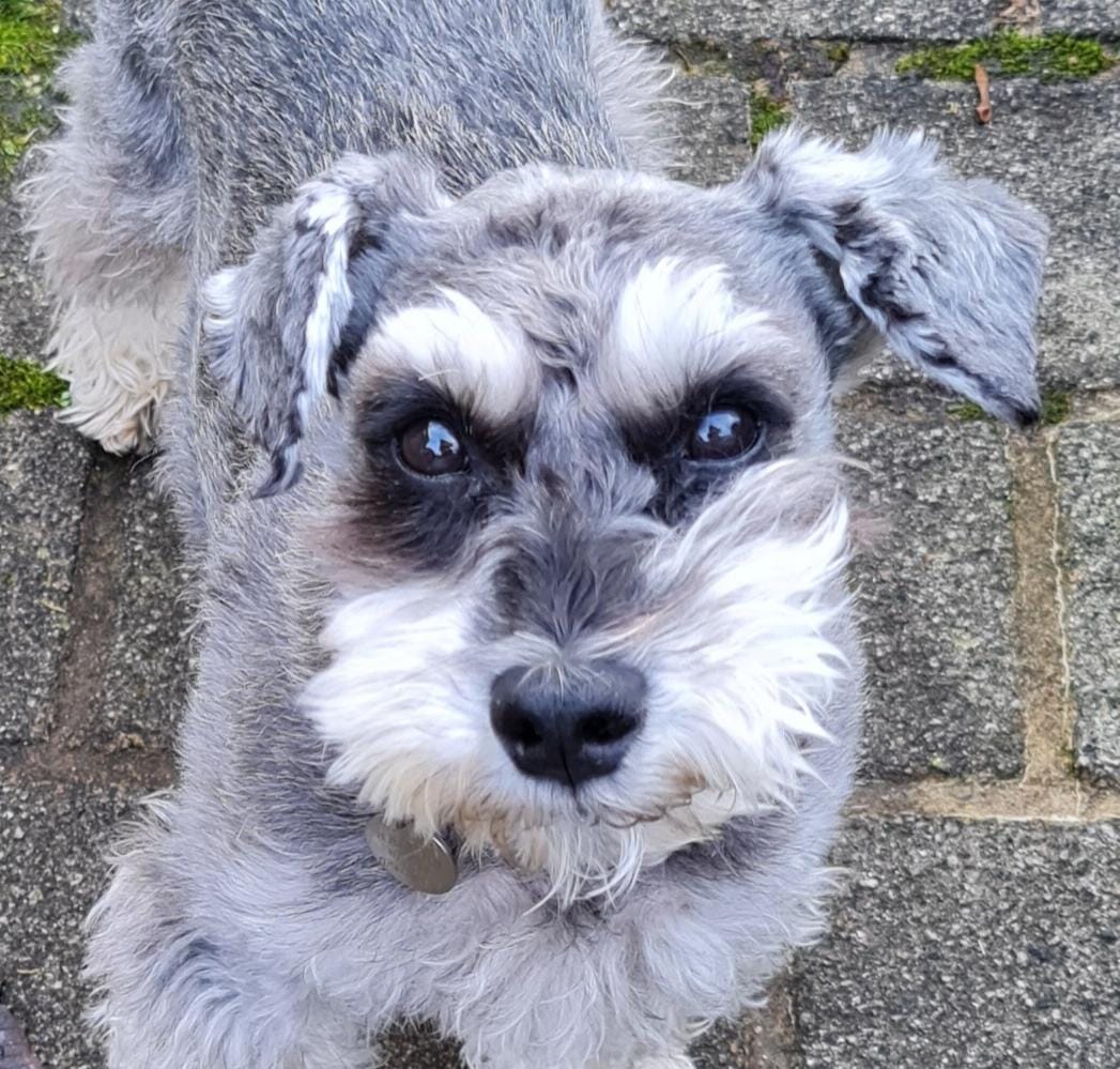 Teachings of Dog: Grief